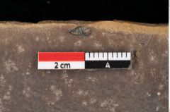 Foto (Detailsansicht) von Quercus palaeoilex Ettingshausen (NHMW-GEO-2024-0188-0776)